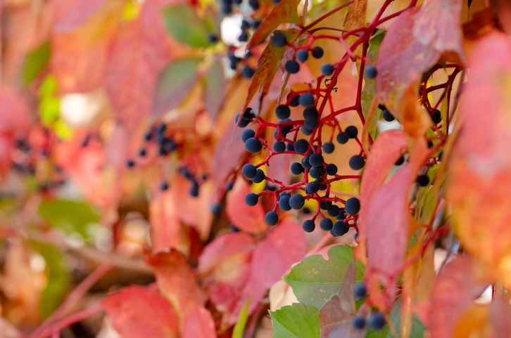   5 Plants for a Late Summer / Fall Color