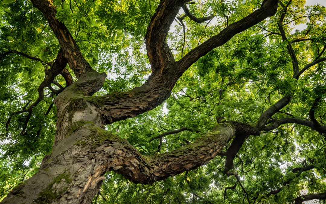 Understanding the Importance of Tree Care