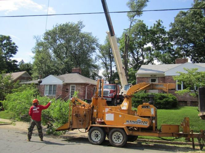 SAB Tree Service Worker feeding a limb into a wood chipper