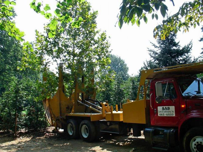 SAB Lawn & landscaping truck transporting a tree