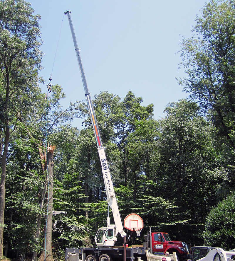 Tree Service Crane