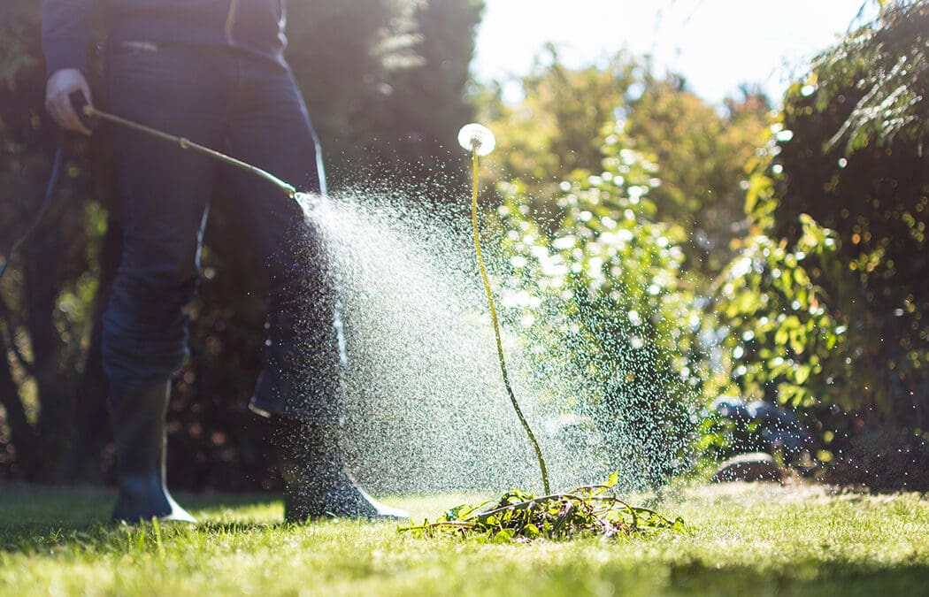 Maintaining a Healthy Lawn: A Guide to Weed Control and Fertilization