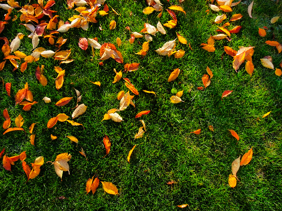 Fall to Winter Transition: Maintaining a Healthy Lawn Through the Cold