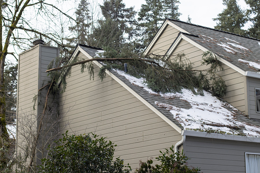 How to Identify Dangerous Trees Before Winter Weather Hits