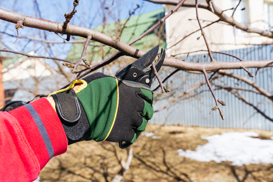 Winter Tree Pruning in Sterling, VA: Why Dormancy is the Best Time for Tree Care