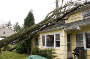 Tree that has fallen over on top of a house