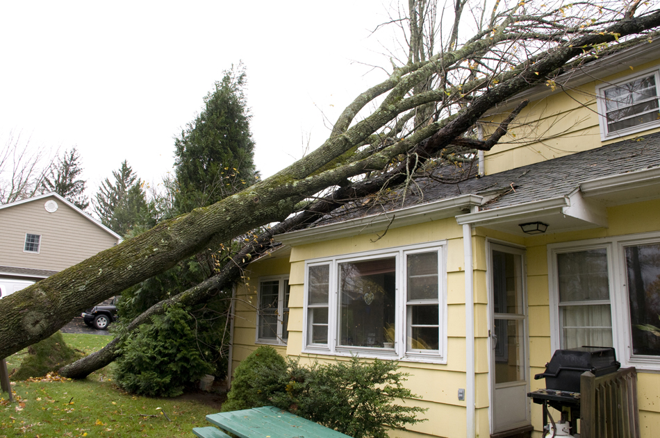 Emergency Tree Removal: 3 Signs Your Sterling Home is at Risk