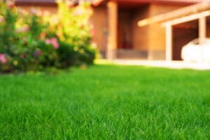 Close up of mowed grass from lawn.