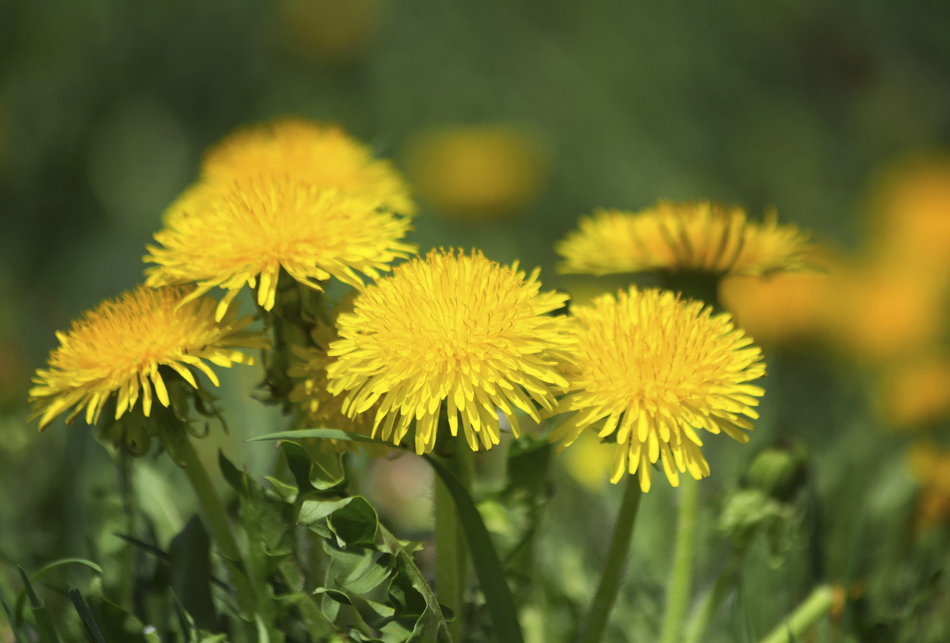 How to Prevent Weeds from Taking Over Your Lawn This Summer