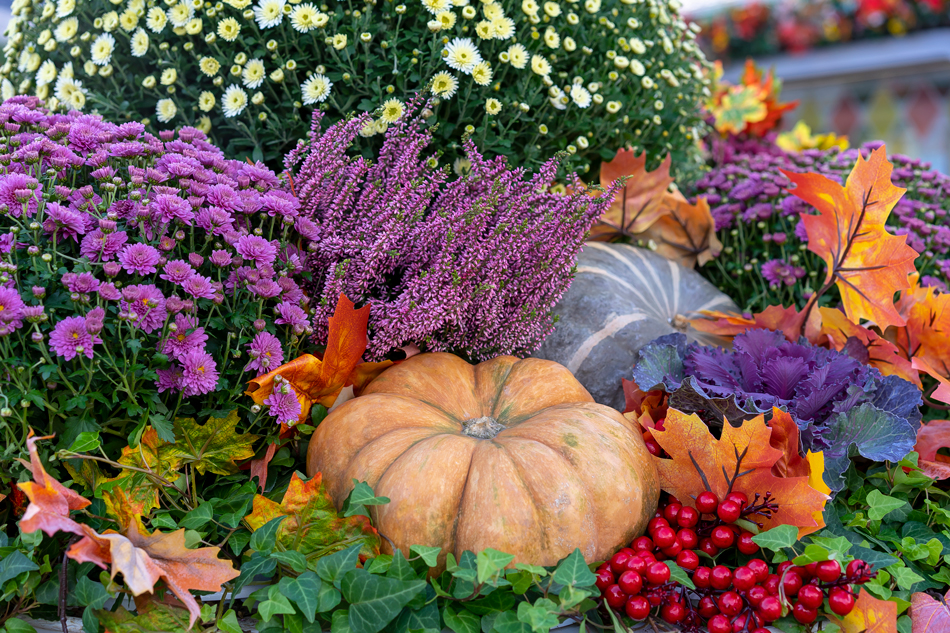 Pumpkins-1048995620 Pumpkins among beautiful flowers
