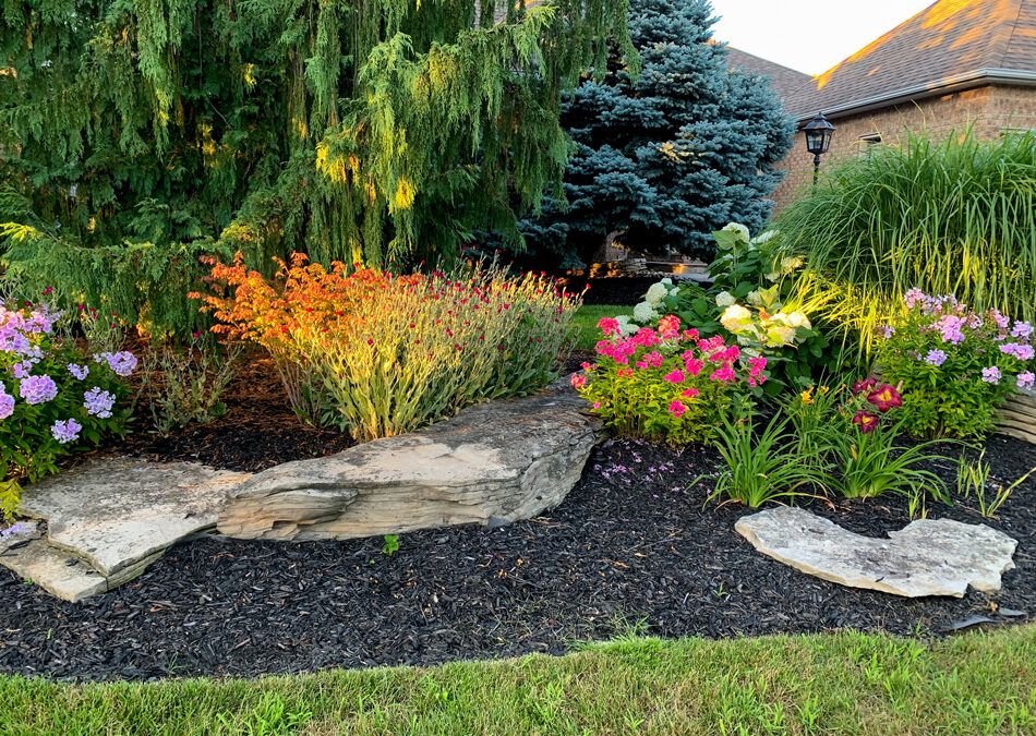 How to Choose the Right Trees for Your Property’s Long-Term Growth